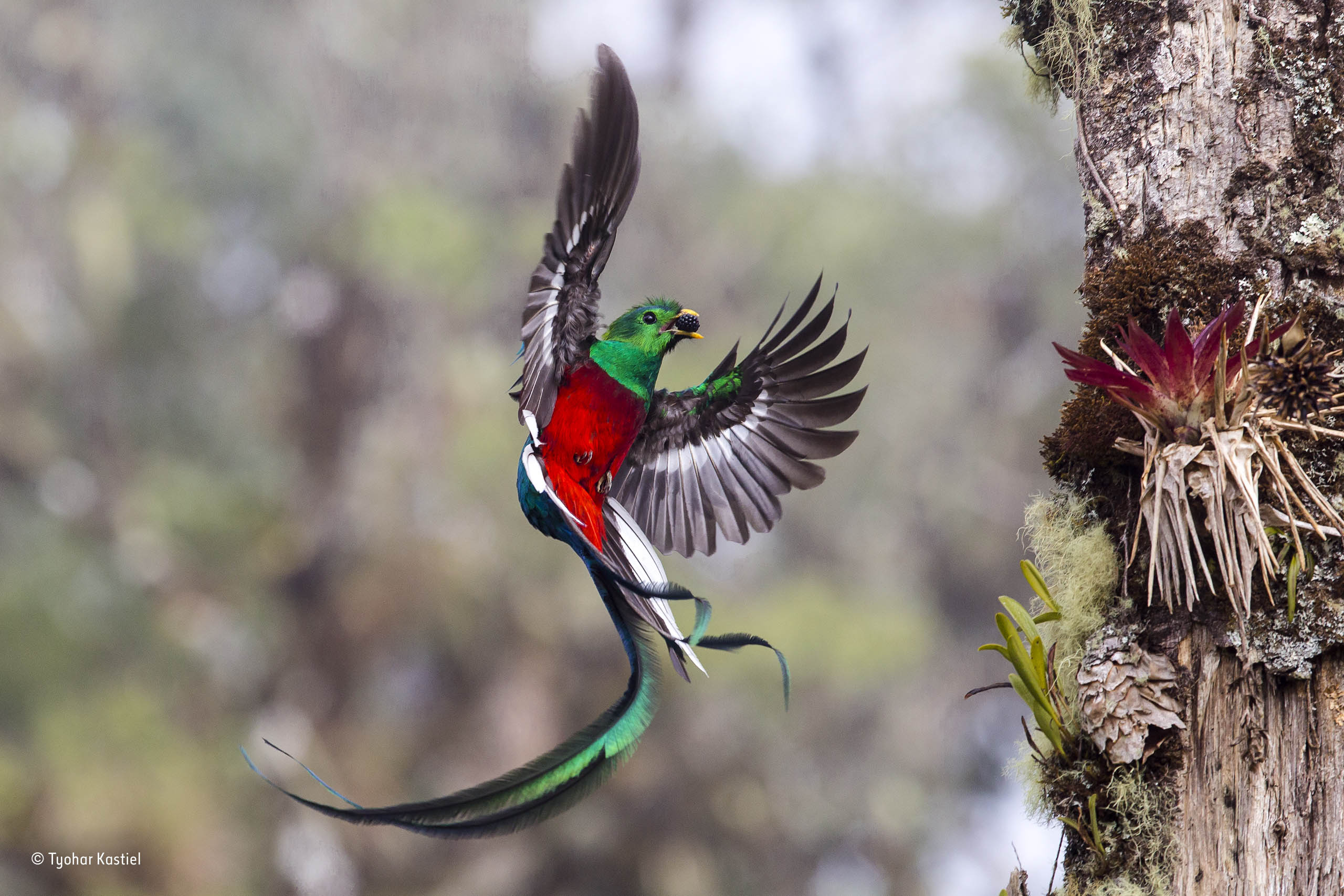 gallery who really painted these resplendent quetzals