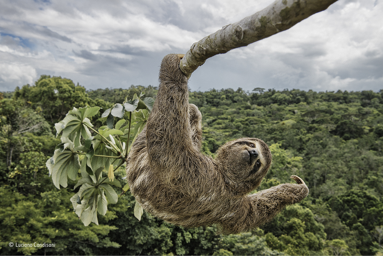 Sloth hanging out