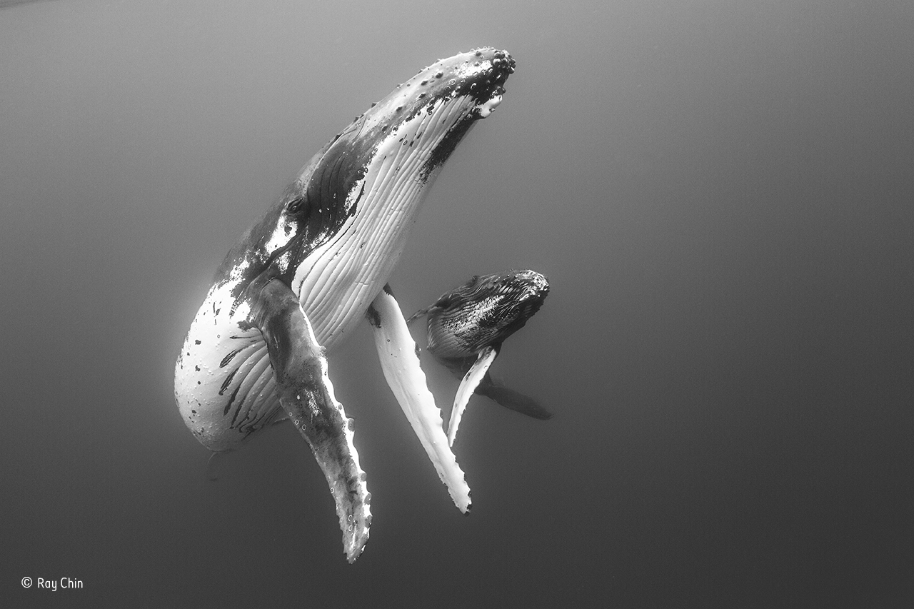 Elegant mother and calf