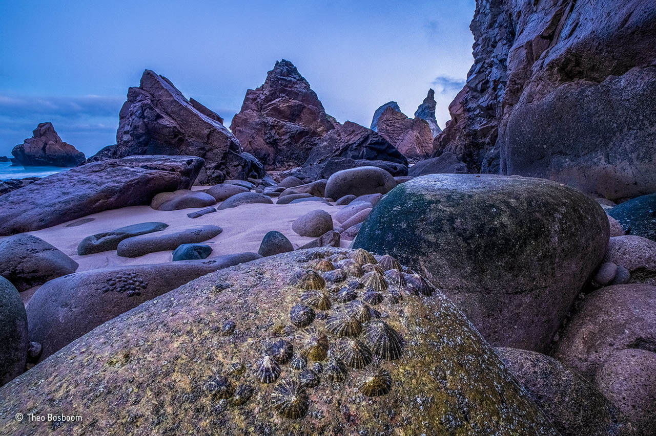 Limpet exposure