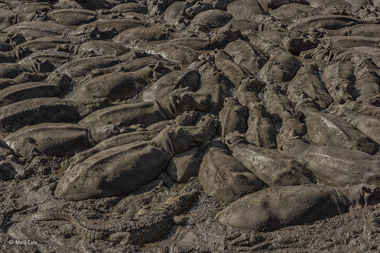The mud crowd