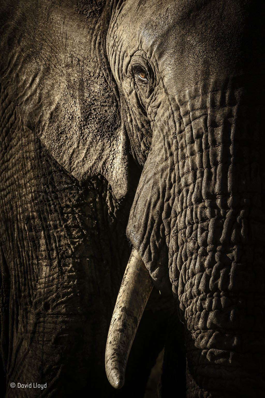 The power of the matriarch
