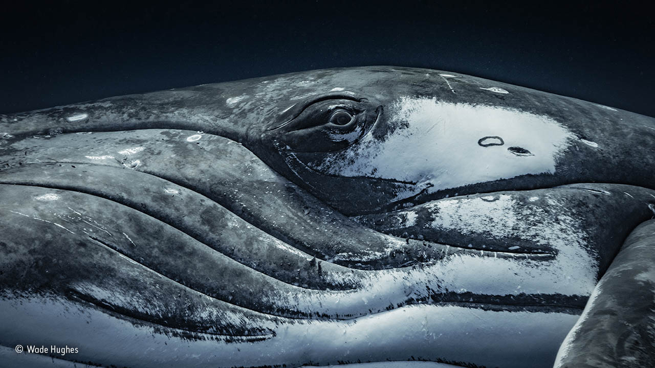 The look of a whale