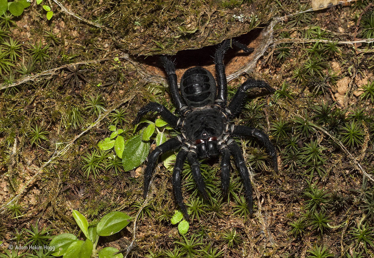 The make-you-jump spider