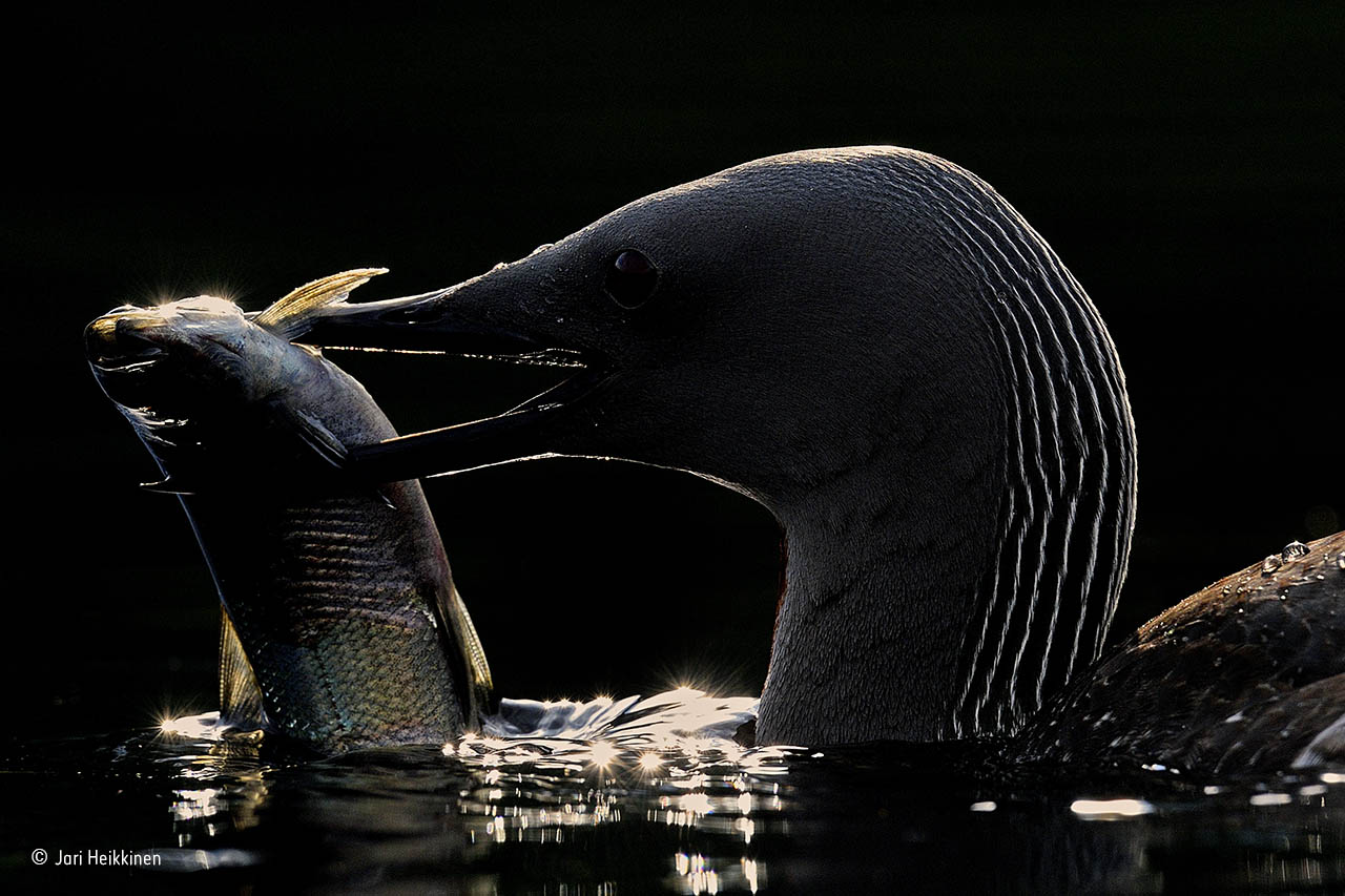 Breakfast at dawn