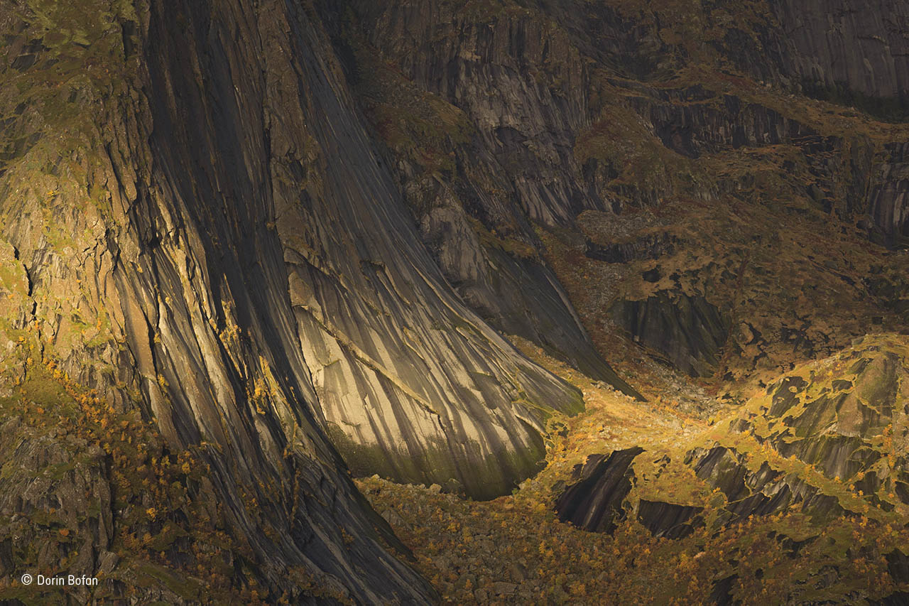 Tapestry of life  Wildlife Photographer of the Year  Natural History 