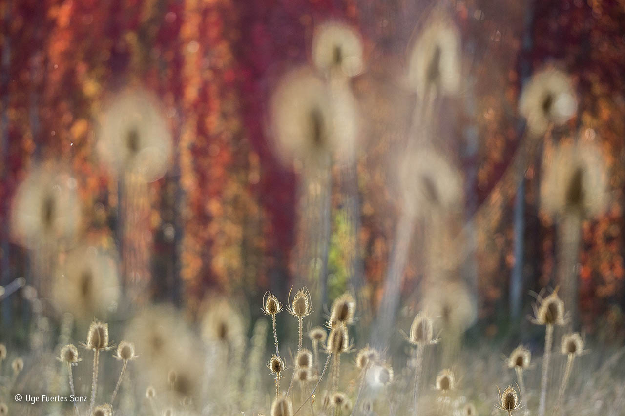 Layers of autumn
