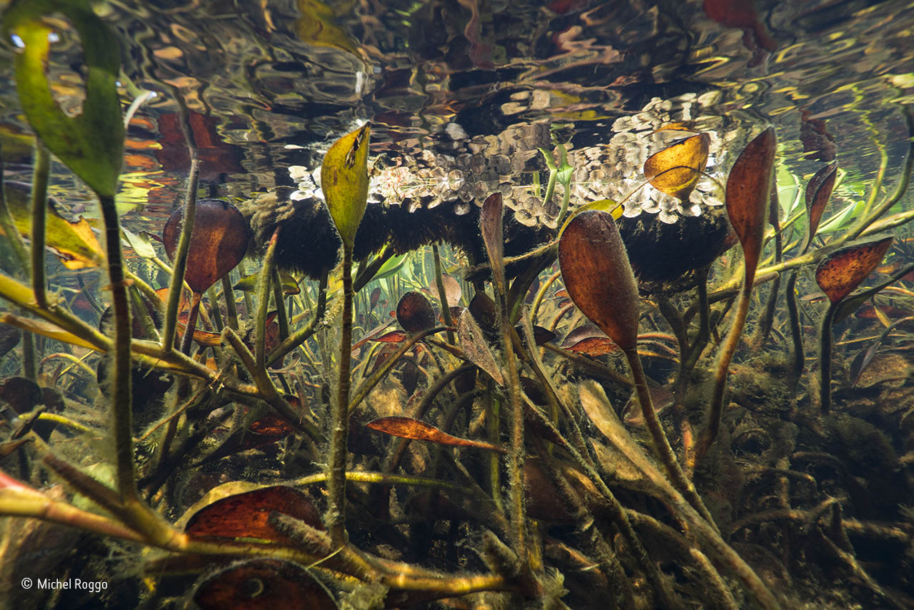 Freshwater Eden