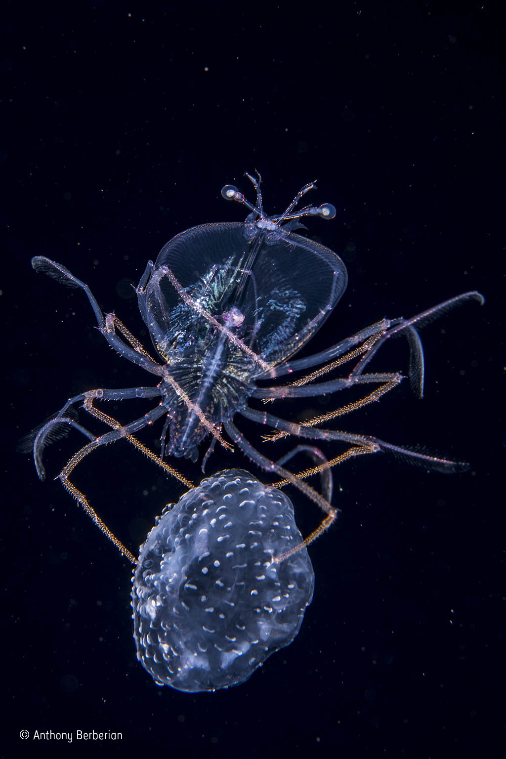 The jellyfish jockey
