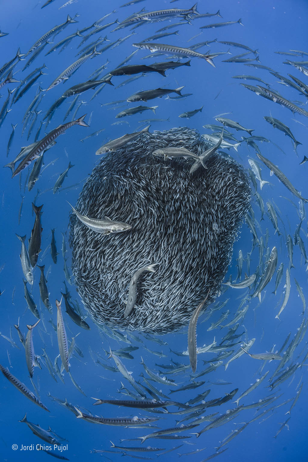 Circle of life