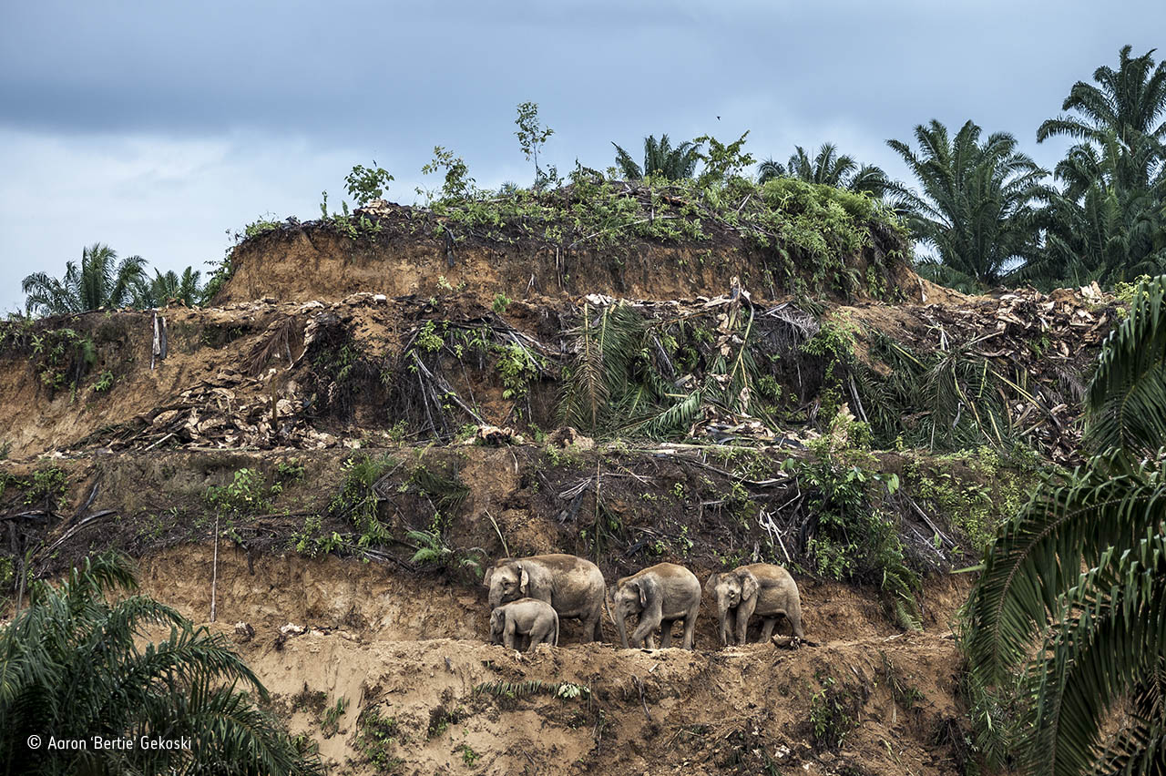 Palm-oil survivors