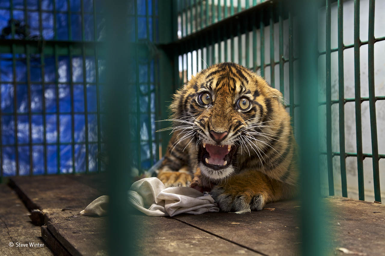 Saved but caged