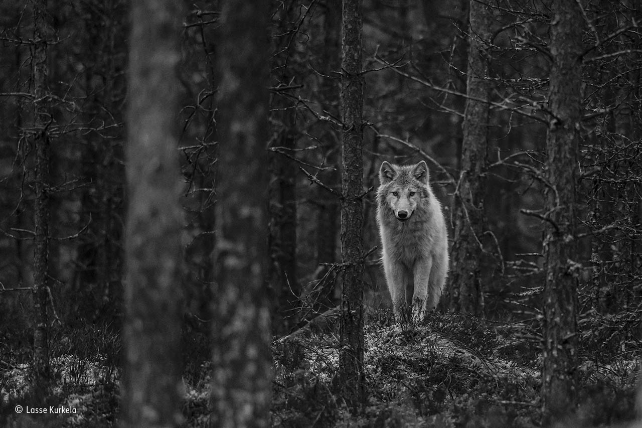 Wolf watch