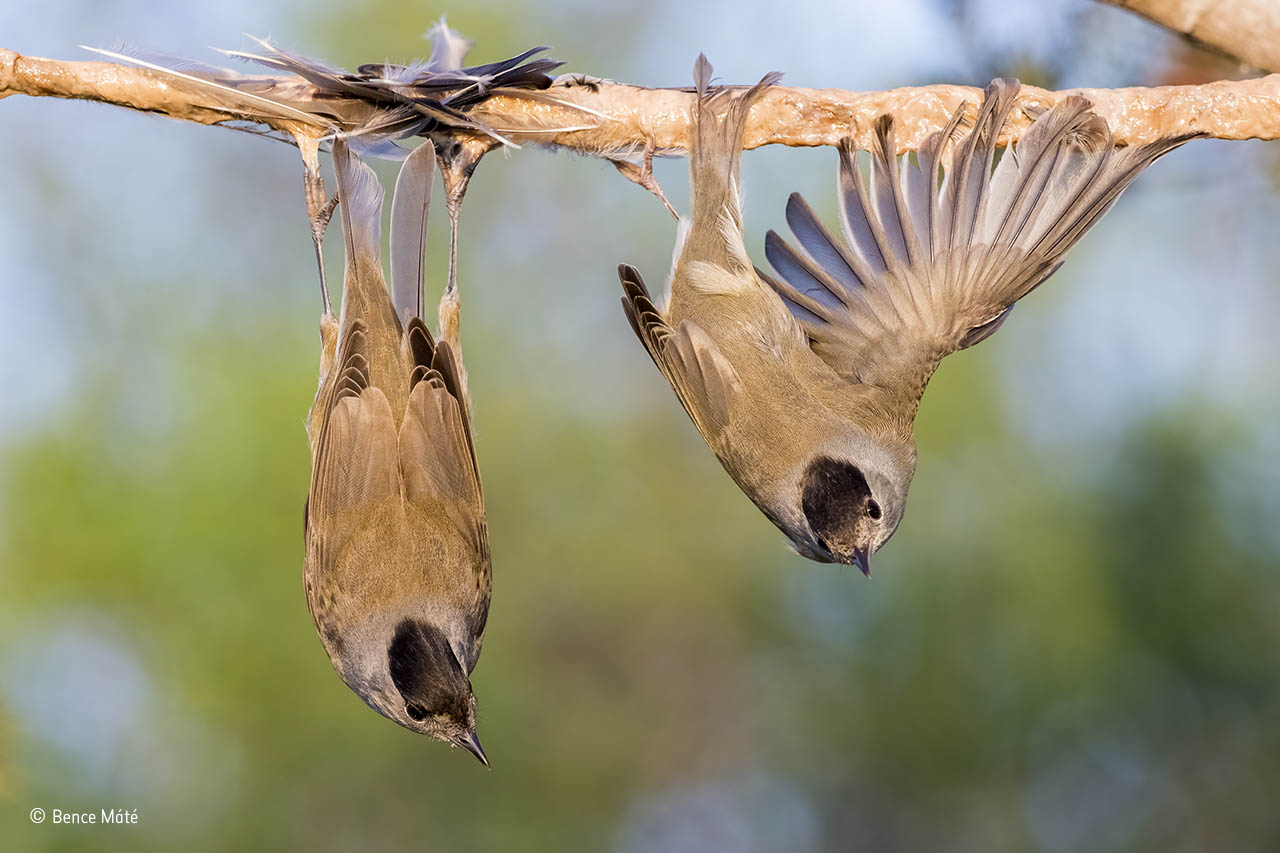 The bird rack