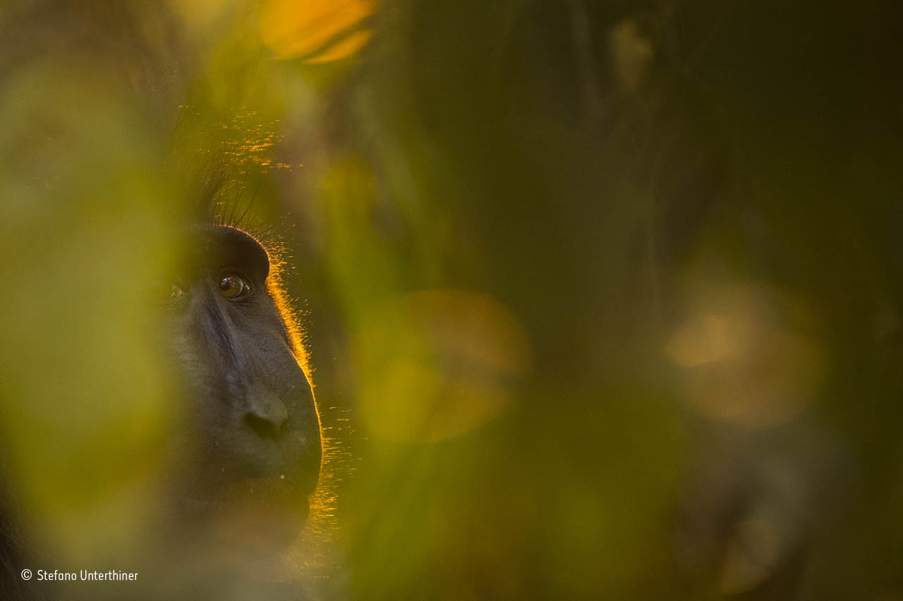 Last glance