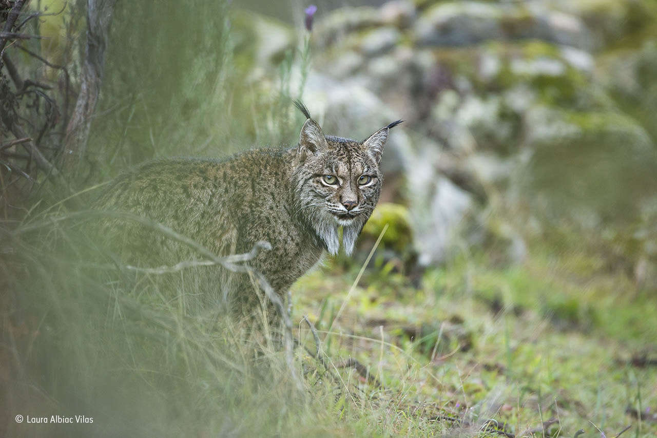 Glimpse of a lynx