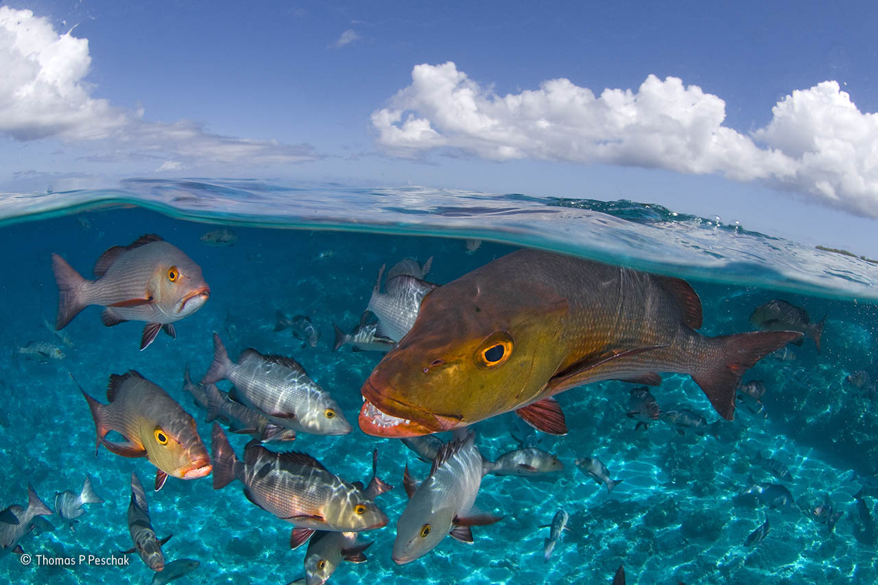 Here come the snappers