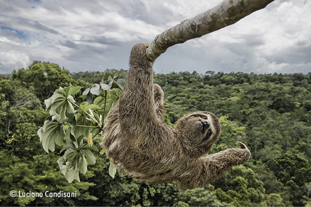 Sloth hanging out