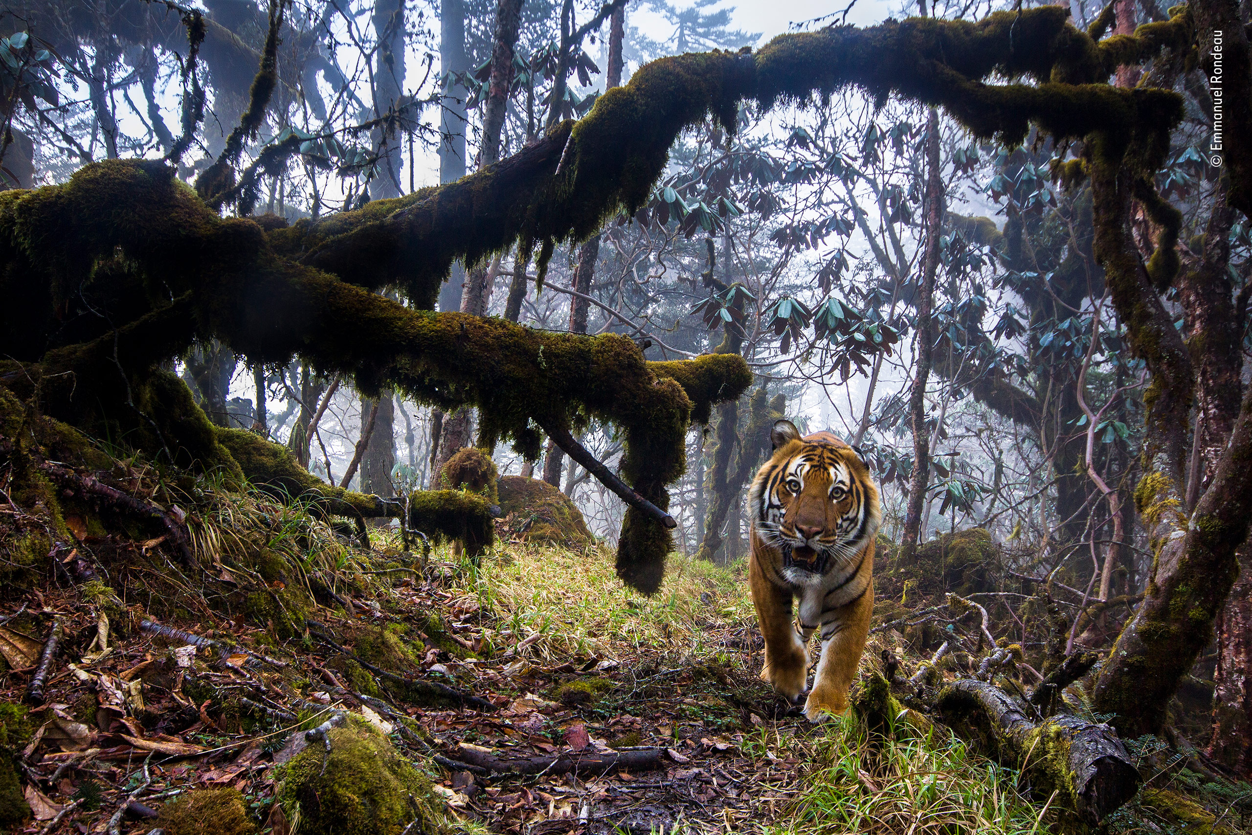 The Midnight Passage | Vegard Lødøen | Animals in Their Environment