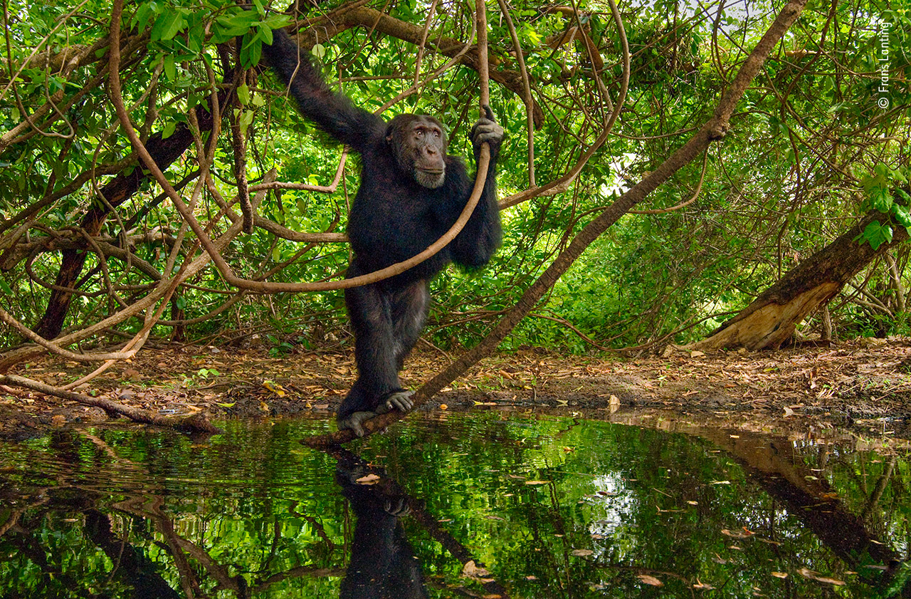 Chimpanzee