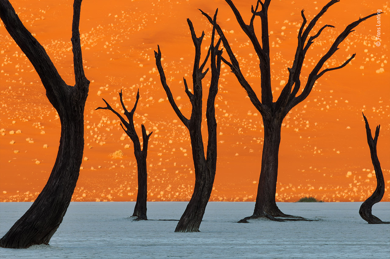 Ghost Trees