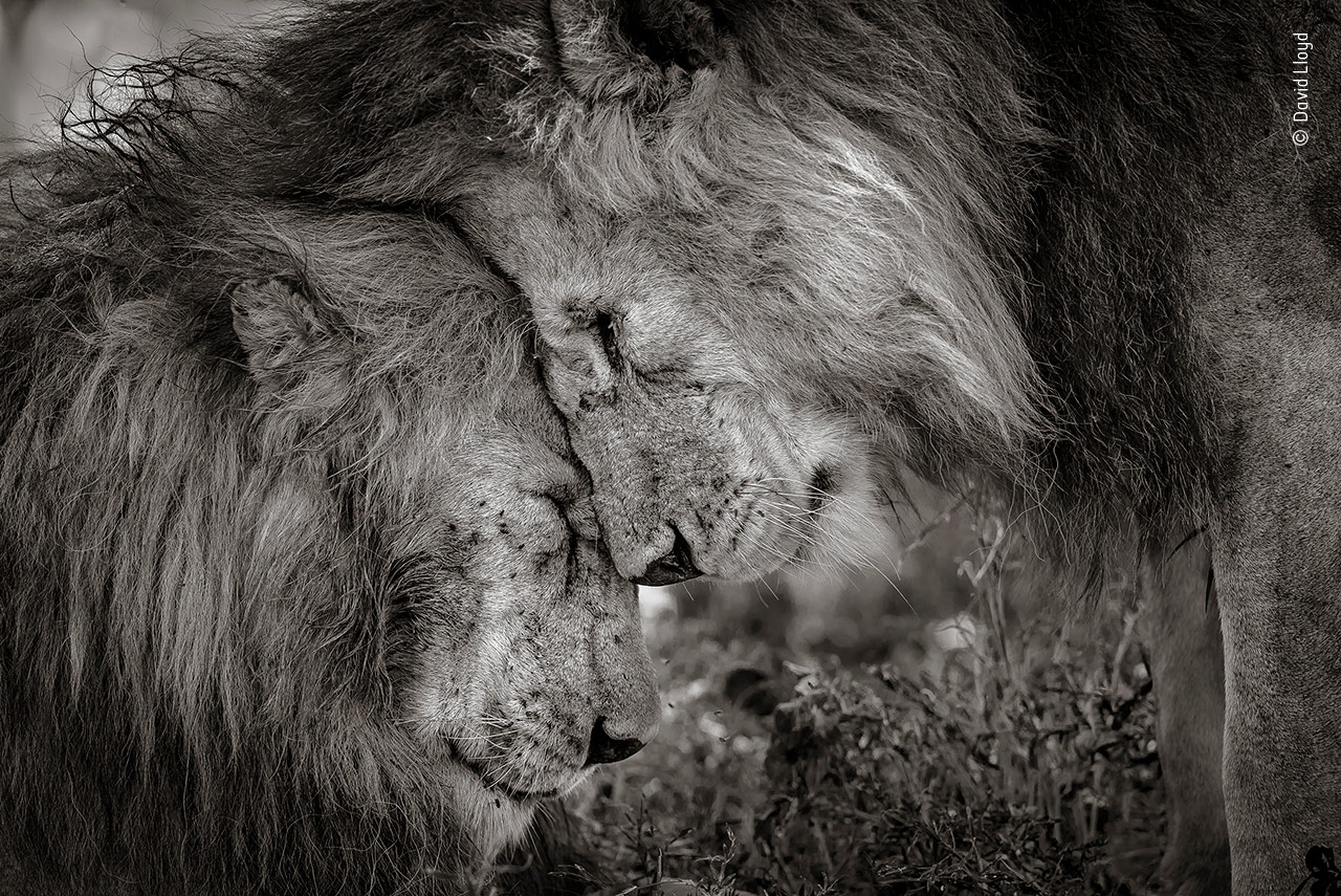 Bond of Brothers