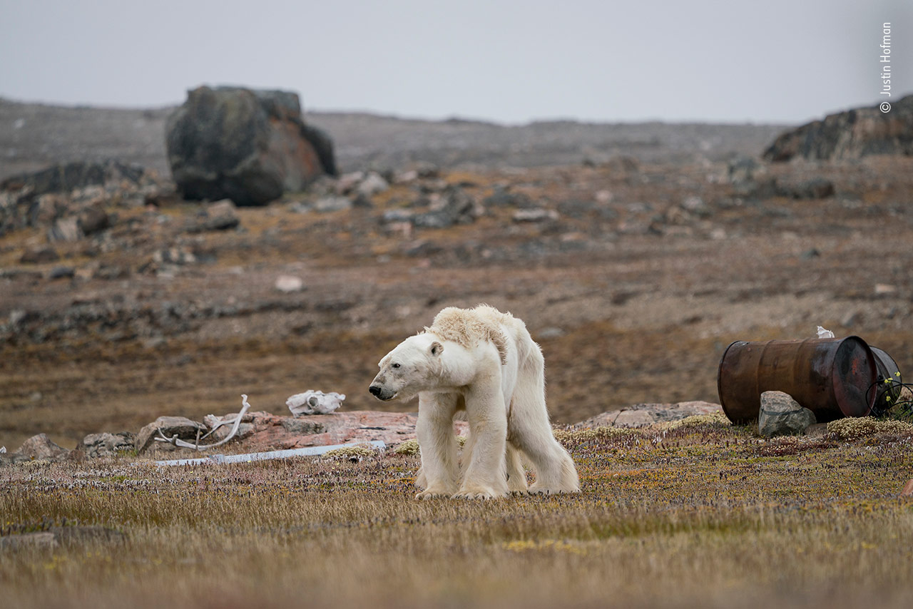 A Polar Bear’s Struggle