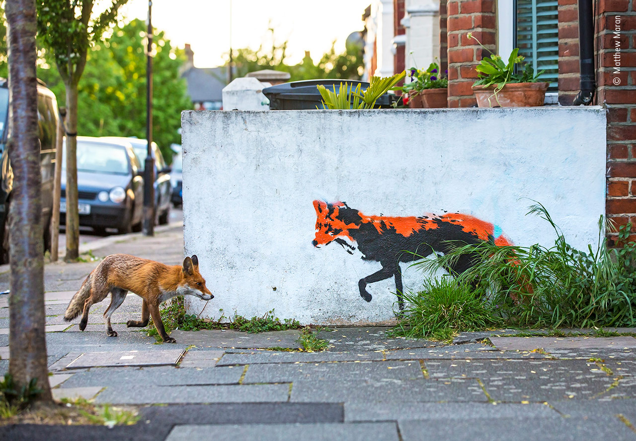 Fox meets Fox