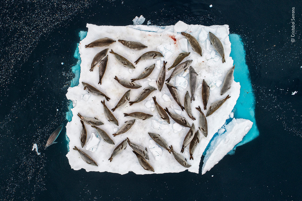 Bed of Seals