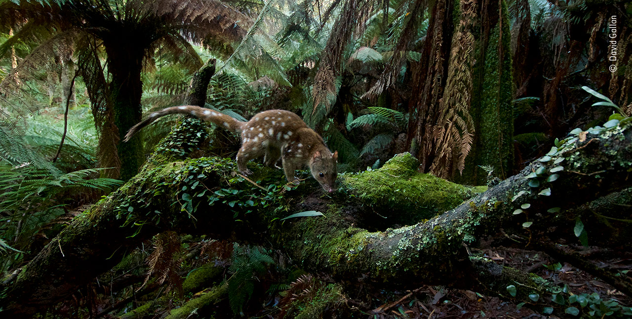 Home of the Quoll