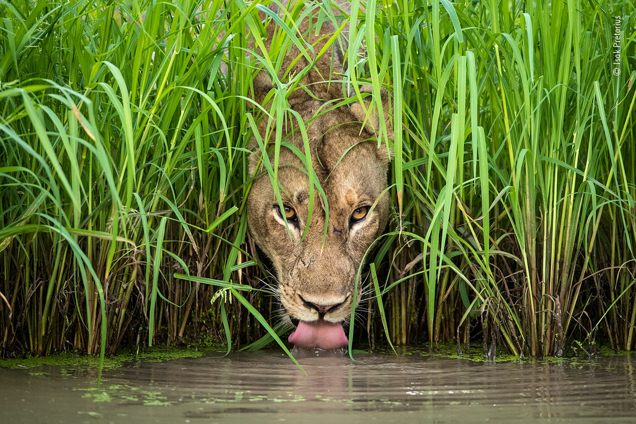 Cool Cat
