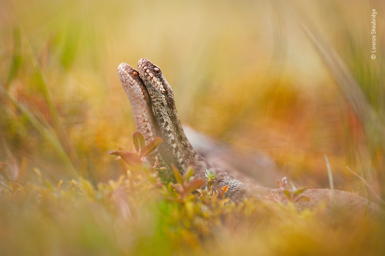 Sinuous Moves