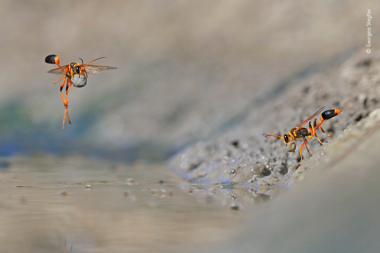 Mud-Rolling Mud-Dauber