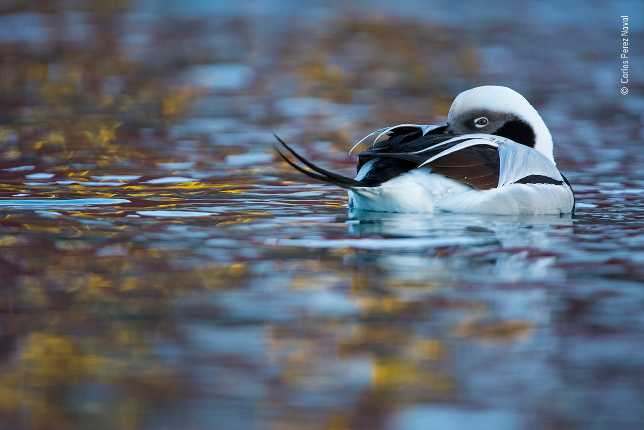 Duck of Dreams