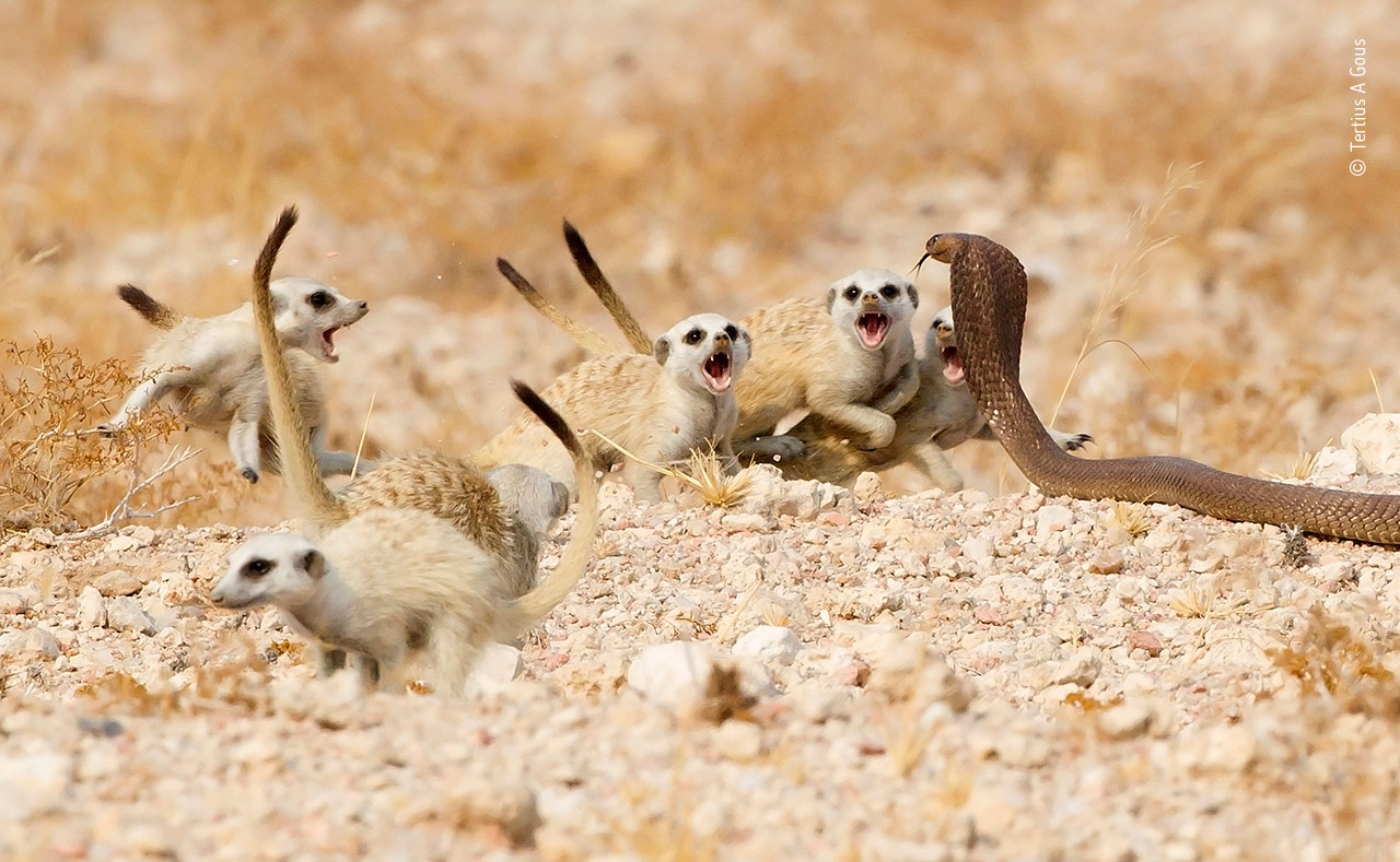 The Meerkat Mob
