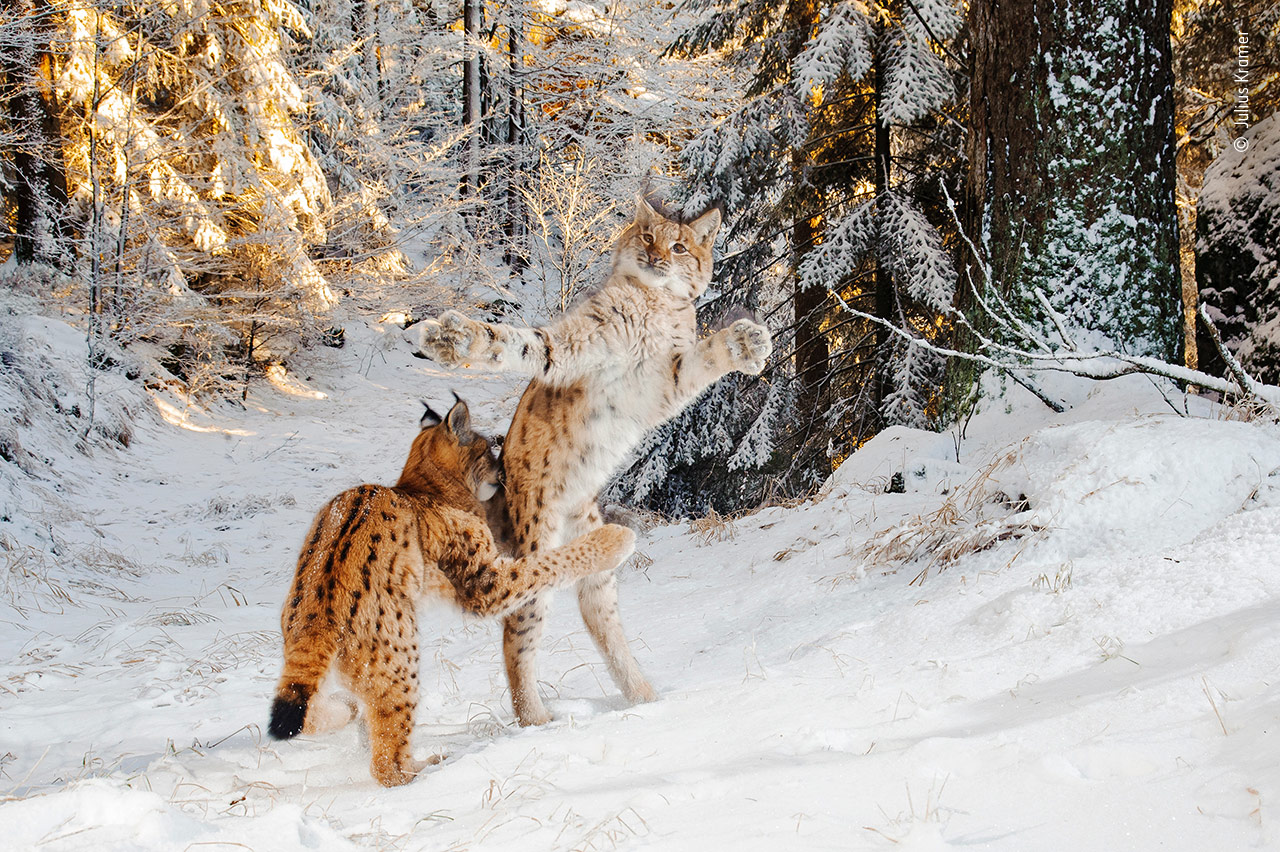 Kitten Combat