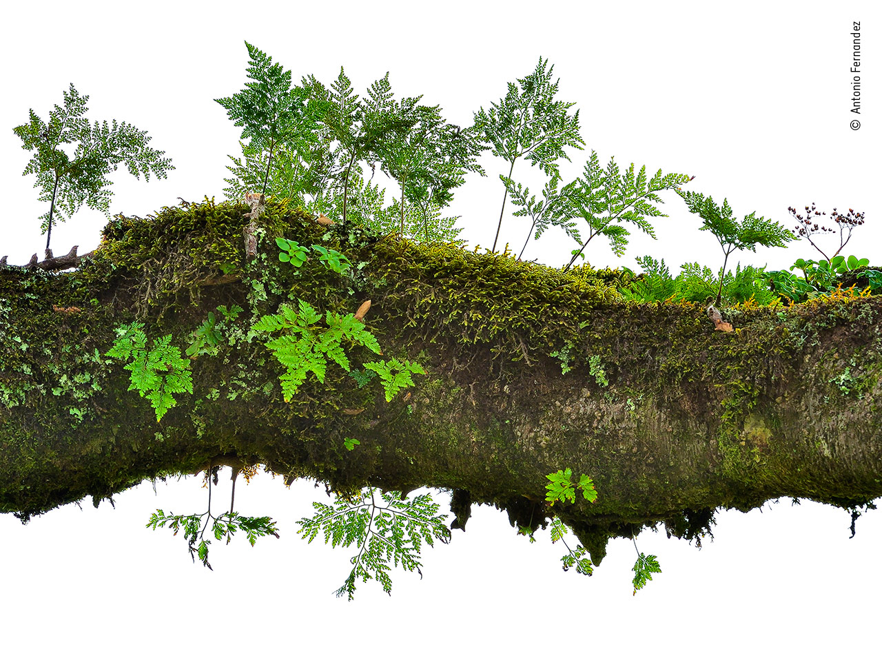 Forest on a Tree