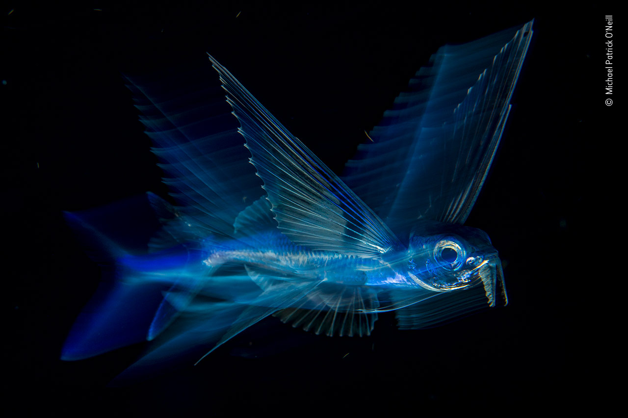 Night Flight