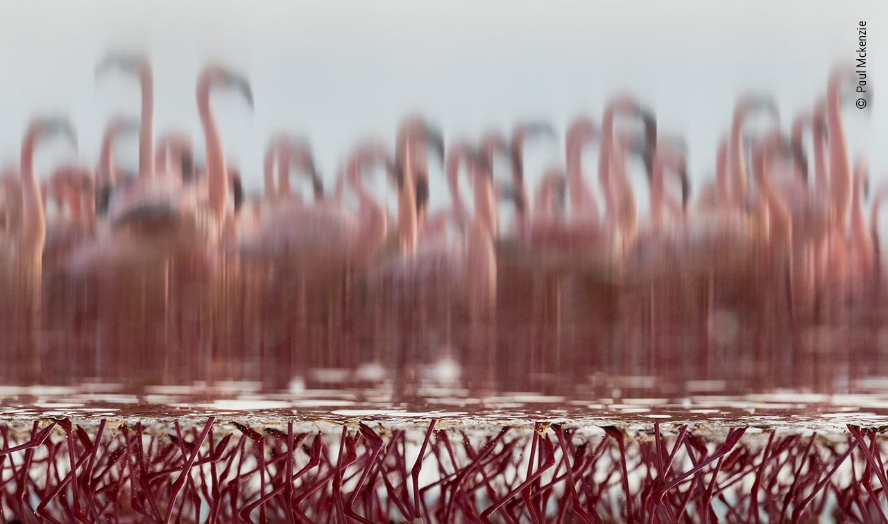 The Upside-Down Flamingos