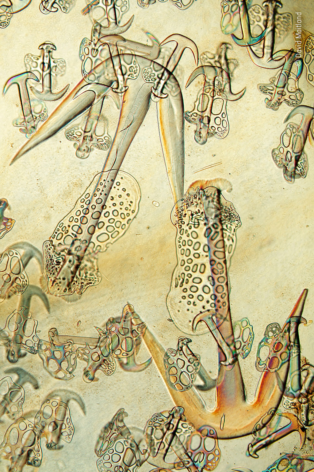 Minuscule Spicules