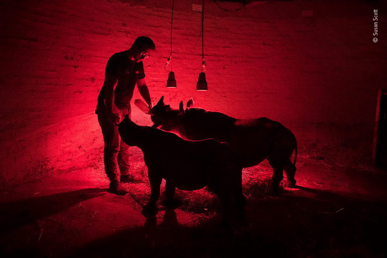 Late-Night Feed