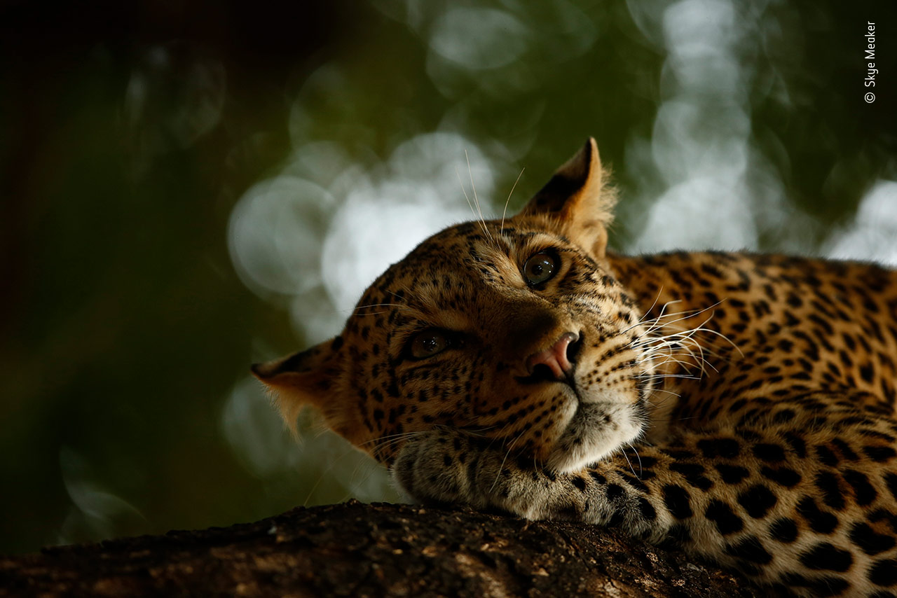 Lounging Leopard