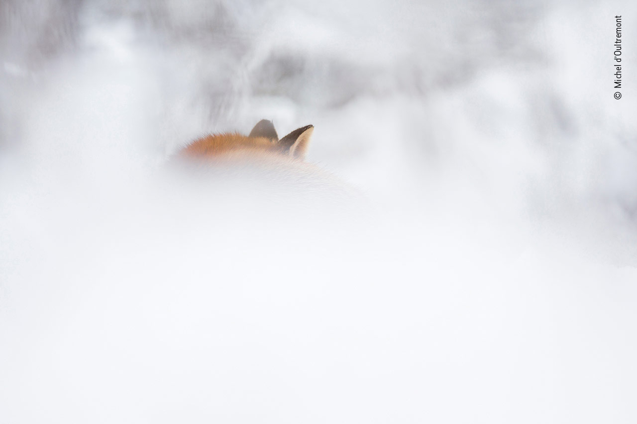 Snow Snooze