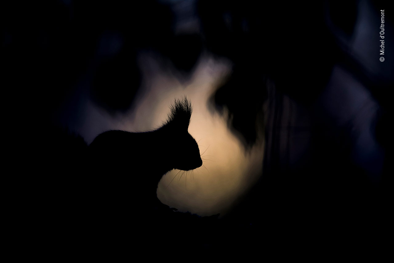 Dawn of the Squirrel