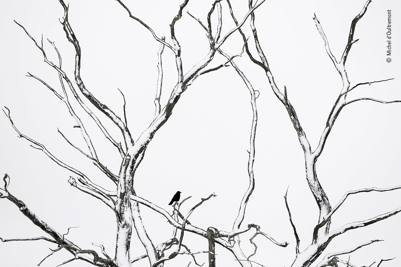 Winter Lattice