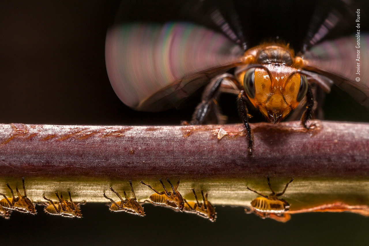 Bee on Guard