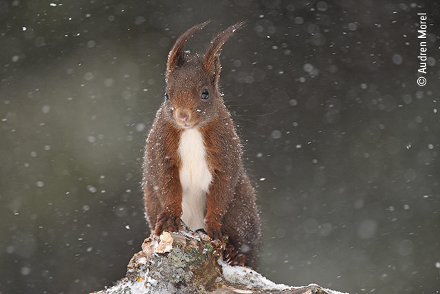Under the Snow