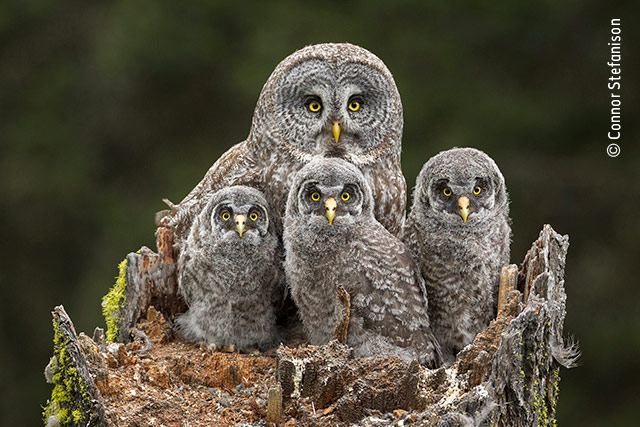 Family Portrait