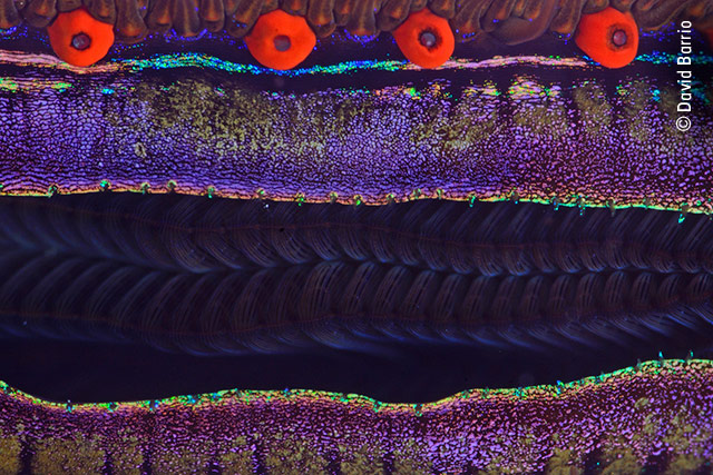 Clam Close-up