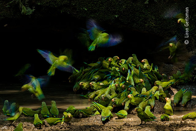 Colour, Sound, Action